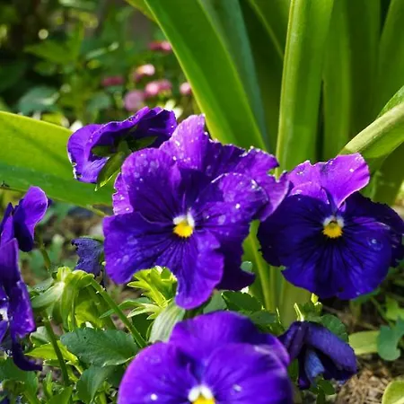 Lejlighed Dadic Kaštela