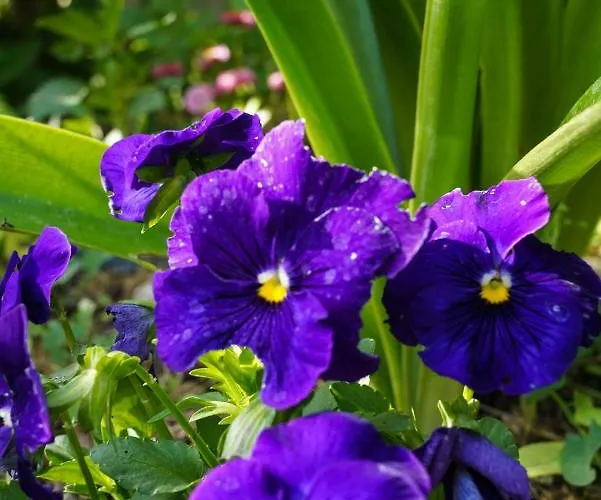 Appartamento Dadic Kaštela